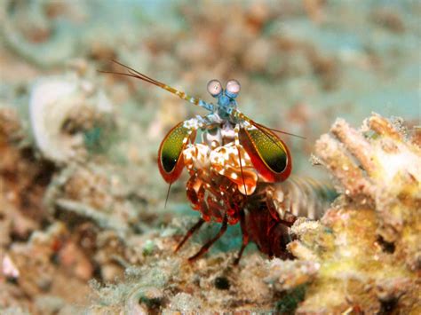 8 Unexpectedly Beautiful Sea Creatures