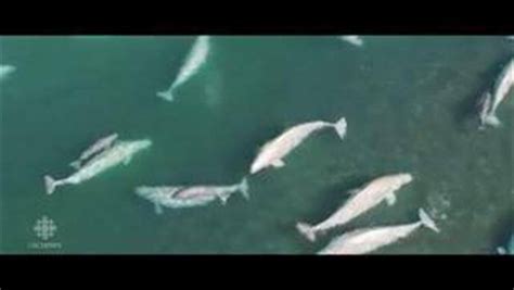 Stunning Drone Video Shows Beluga Whales In Arctic Cbc News