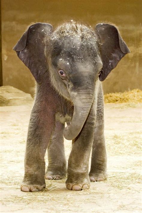 So Cute Baby Elephant Cute Animals Animals Beautiful