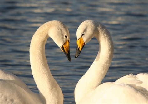 A note from michael gira of swans: Whooper Swans (Cygnus cygnus)