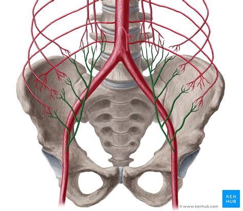 Inferior Epigastric Artery Anatomy Branches Supply Kenhub