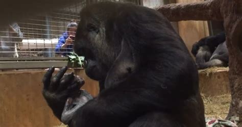 Gorilla Mother Cradles And Kisses Newborn At Zoo National Globalnewsca