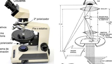 Microscopio De Luz Reflejada Descubre Sus Partes Esenciales En Un Solo Vistazo