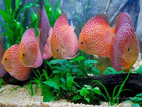 Advice On Rare Discus Page 3 Fish For The Planted Aquarium