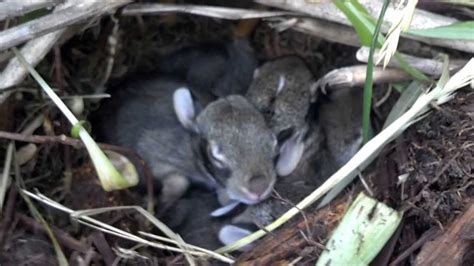 We Found Some Baby Bunnies In Your Backyard Youtube