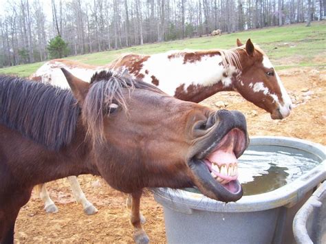 funny horse face  funny animals