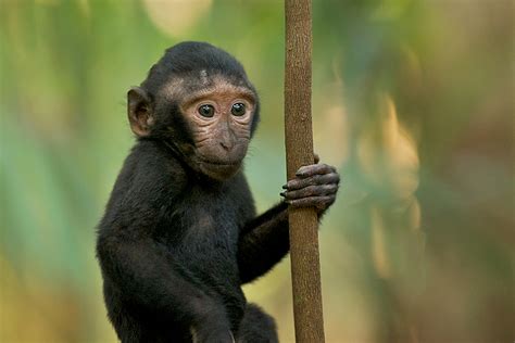 Baby Black Crested Macaque Sean Crane Photography