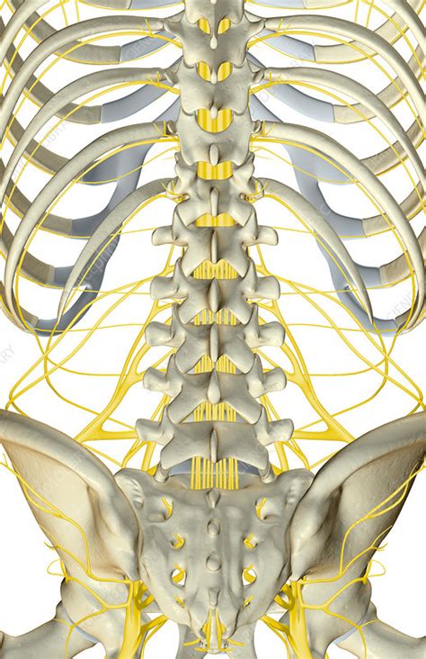 Lumbar Spine Lokixpert