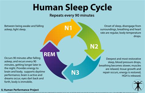 Human Sleep Cycle Poster Illinois Human Performance Project