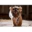 Tiger Baby Cub Cute  HD Desktop Wallpapers 4k