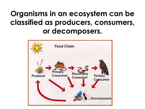 Ppt Organisms In An Ecosystem Can Be Classified As Producers