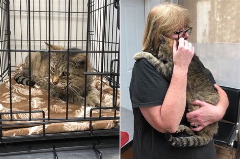 Cat Missing For 11 Years Reunited With His Owner In New York