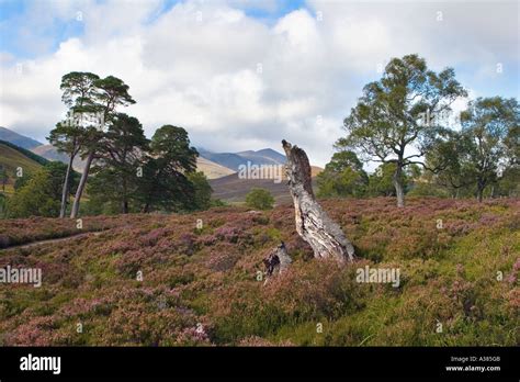 Scottish Purple Heather Moors And Caledonian Pine Trees In Mar Lodge