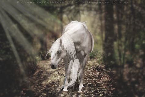 The Enchanted Forest Horse Manip By Kentuckyhorseluv On Deviantart