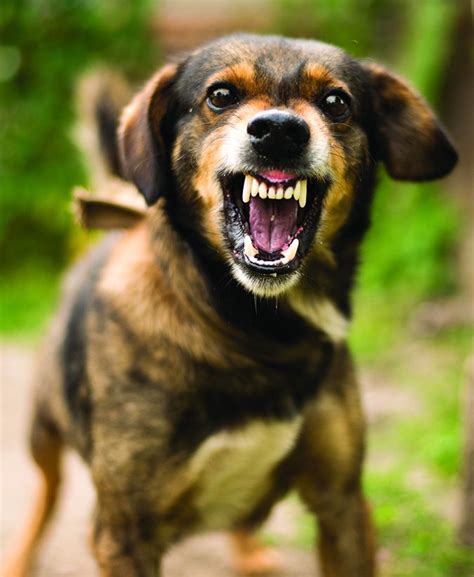 What Causes Aggressive Dog Behavior Whole Dog Journal