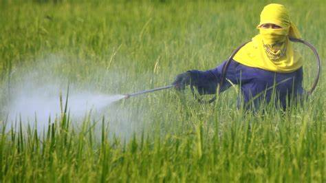Openness to pesticides connected to Alzheimer's sickness