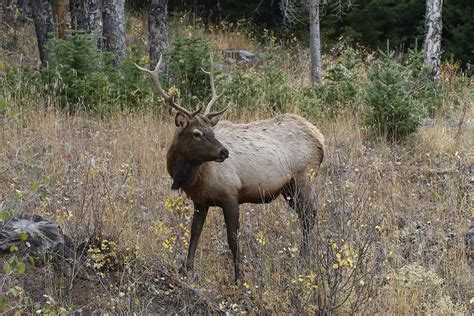 Bull Elk In The Woods Thru Our Eyes Photography Linton Wildlife Photos
