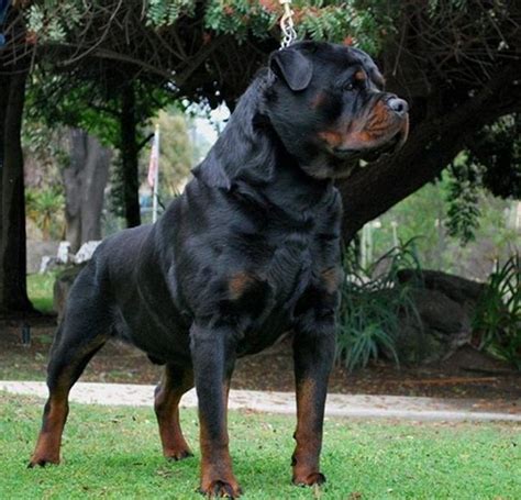 These are full blooded german rottweiler puppies. Von Ruelmann Rottweilers inc - German Rottweiler Puppies ...