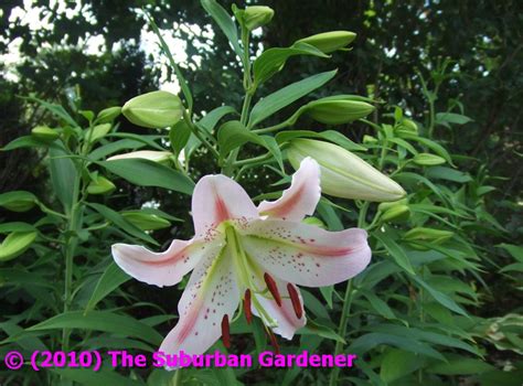 The Suburban Gardener Oriental Lily Mondriaan