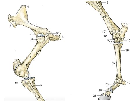 Bones Equine Pelvic Limb Diagram Quizlet