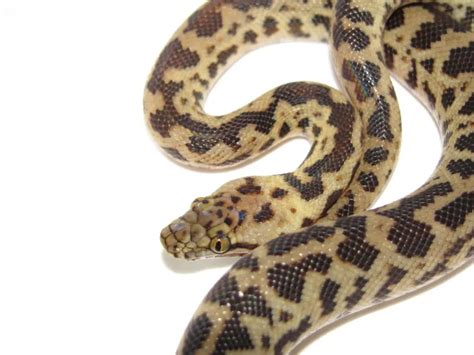 Spotted Python Care Sheet Antaresia Pythons Reptile Range