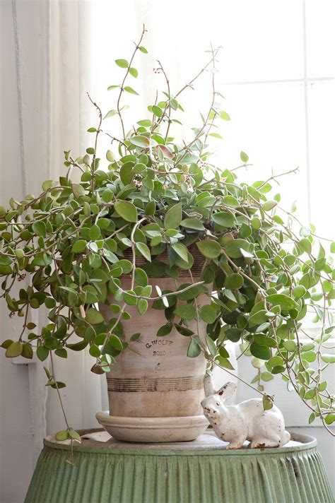 Indoor plant low light uk. 23 of Our Favorite Low-Light Houseplants | Houseplants low ...