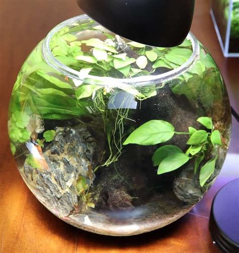 Betta Bowl Setup Step By Step Tutorial With Live Plants