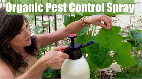 Read more about diatomaceous earth: Organic Pest Control Spray for Your Vegetable Garden for Aphids & Chewing Insects - YouTube