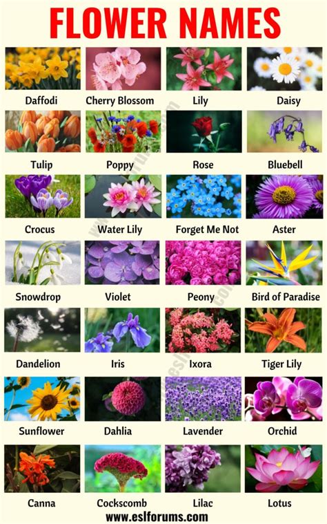 Flower Names List Of 25 Popular Types Of Flowers With The Pictures