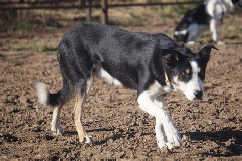 Our Males Mill Iron S Ranch Working Border Collies