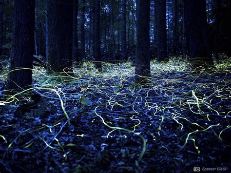 Firefly Tourism Has A Surprising Dark Side Popular Science