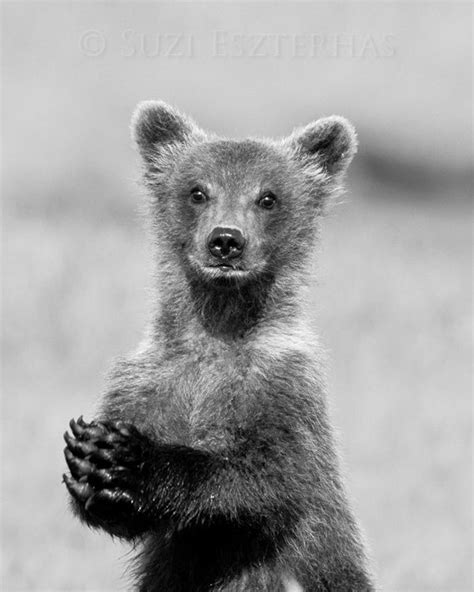 Cute Baby Bear Photo Black And White Print Baby Animal