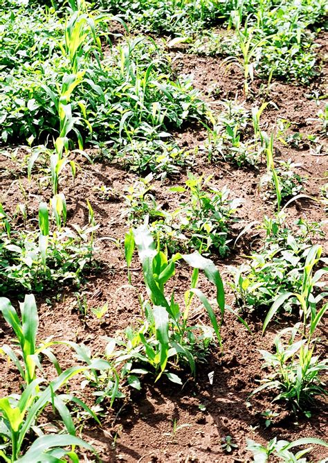 If you can improve it, please do. Integrated Pest Management Concepts for Weeds in Organic ...