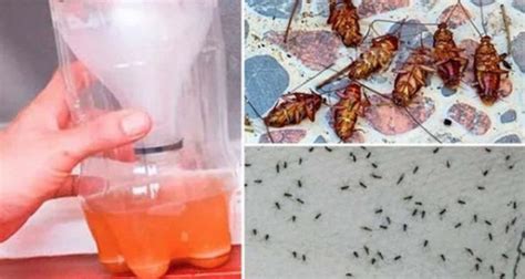 Ubat Homemade Berkesan Halau Lalat Dan Semut Gunakan 3 Bahan Di Rumah
