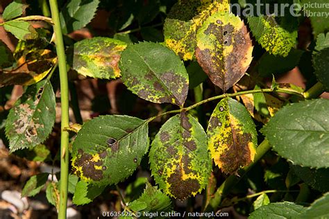 Nature Picture Library Black Spot Disease And Chlorosis On Rose Rosa
