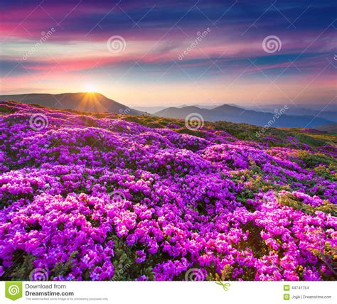 Magic Pink Rhododendron Flowers In The Mountains Stock Photo Image