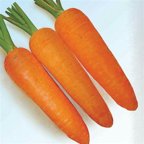 Sketsa Gambar Wortel - Contoh Sketsa Gambar