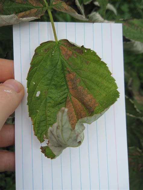 Infected red and yellow raspberry canes grow poorly in cool weather, developing mottled, puckered leaves with large, green blisters. Berks County Pennsylvania