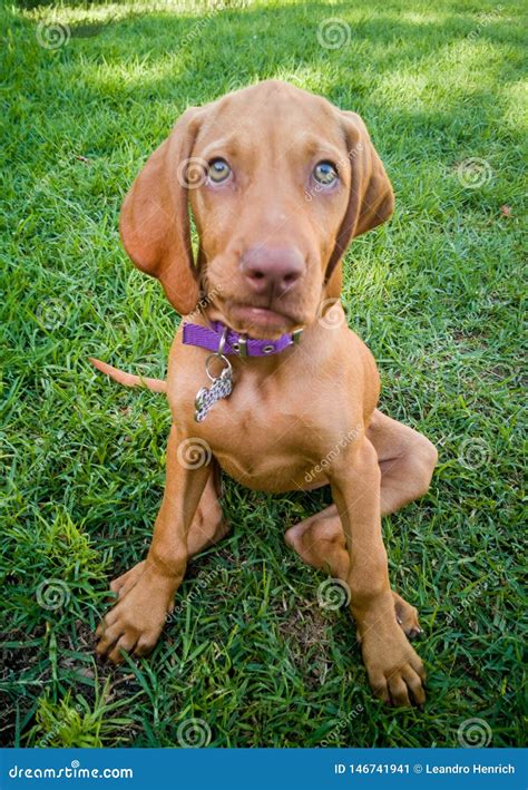 A Brown Puppy Vizsla Dog Stock Image Image Of Happy 146741941