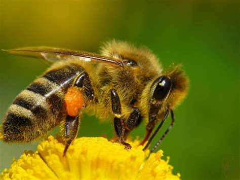 importancia de las abejas para la alimentación y los ecosistemas sitquije