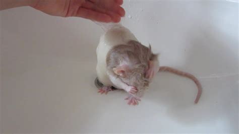Rat Bruxing And Boggling During Bath Time Youtube