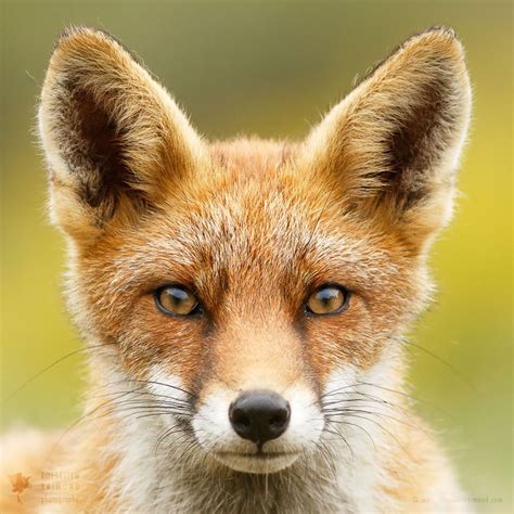 Füchse In Nahaufnahme Fotografin Zeigt Jeder Fuchs Hat Seinen Eigenen