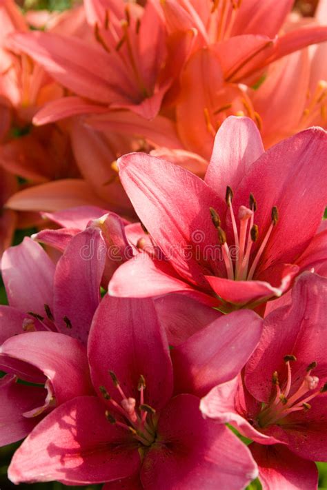 Pink Lily Flowers Stock Image Image Of Natural Beauty 41818401