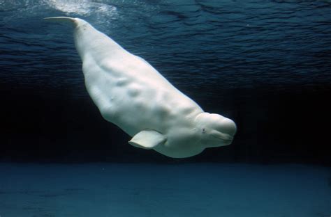 Beluga Whale Wallpapers Images Photos Pictures Backgrounds