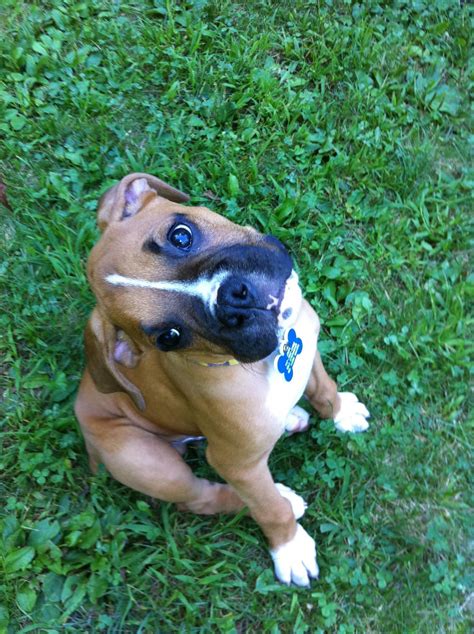 Weight Of My Puppy Boxer Forum Boxer Breed Dog Forums