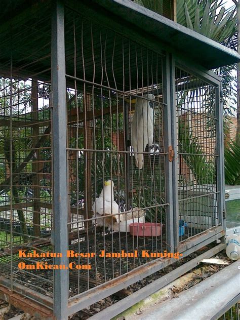 Bebek dan angsa berleher pendek juga terdapat di famili anatidae. Burung-burung langka itu ada di Jalan Kaliurang Jogja - OM ...