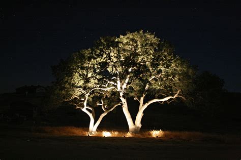 20 Lighting Up Outdoor Trees