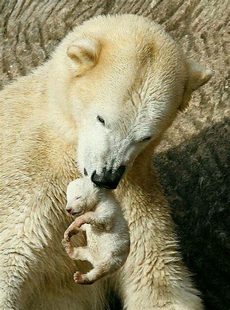 Pin By Judy Viles On Natureza Animals Baby Polar Bears