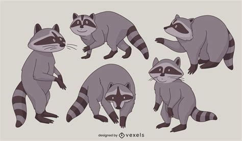 Raccoon Animal Poses Character Set Vector Download