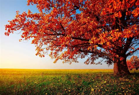 Autumn Trees Desktop Wallpapers Top Free Autumn Trees Desktop